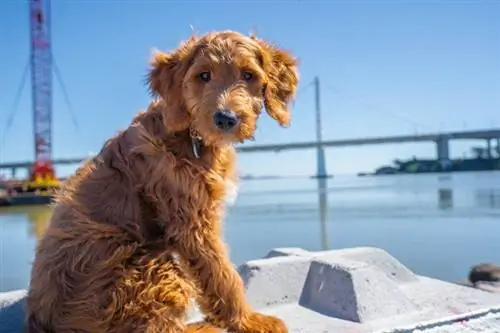 Goldendoodle (Golden Retriever & Poodle Mix): Maklumat, Gambar & Ciri