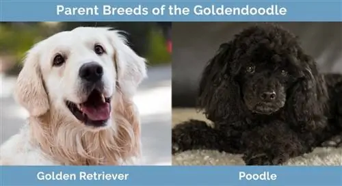 Races parentales du Goldendoodle