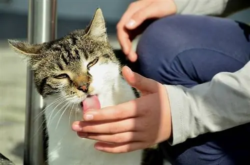 gatto che lecca la mano del suo proprietario