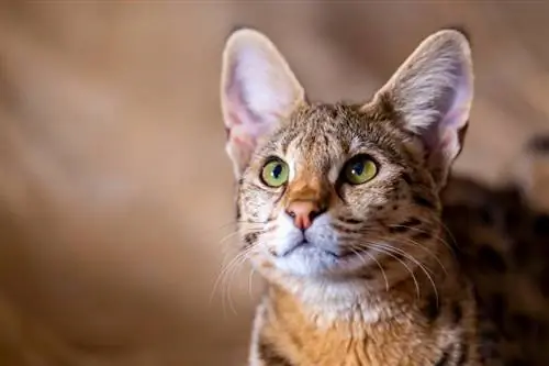 primo piano del gatto della savana alzando lo sguardo