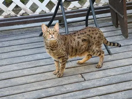 seekor kucing savana berdiri di luar di geladak belakang rumah