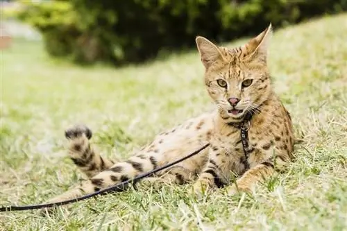 kucing savannah pada tali berbaring di atas rumput hijau