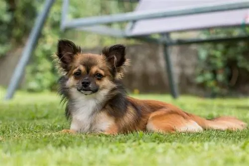 chihuahua allongé sur l'herbe