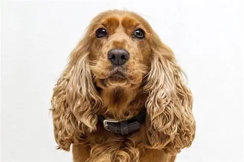 Koker Spaniel