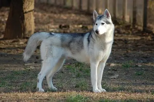 Siberi husky