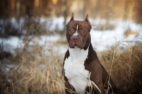 pitbull terrier amerikan