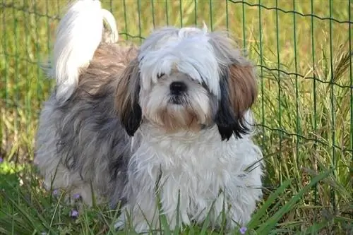 shih tzu