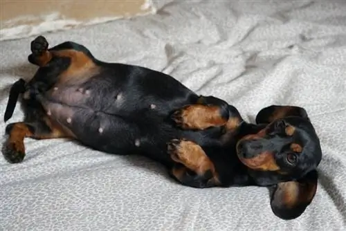 Hvor lenge er dachshunder gravide? Hva du trenger å vite