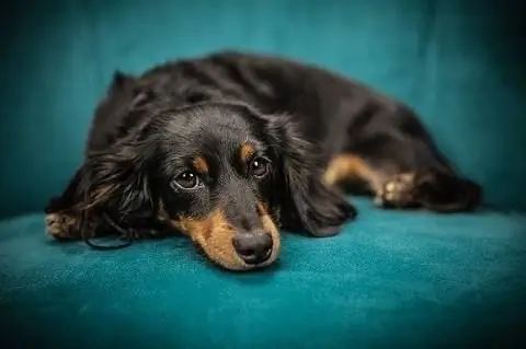 Dachshund