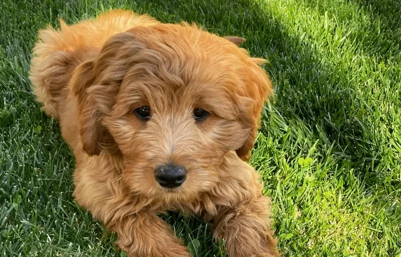 femelă medie moyen F2b goldendoodle cățeluș pe iarbă