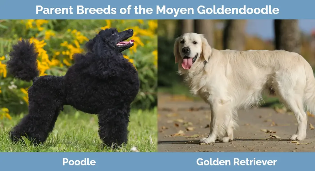 Roditeljske pasmine Moyen Goldendoodle