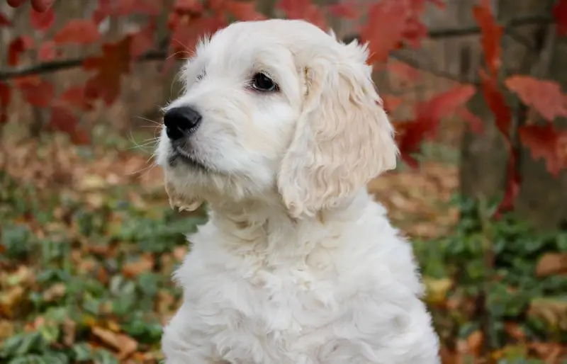 Průvodce plemenem psů Moyen Goldendoodle: Informace, obrázky, péče & Více