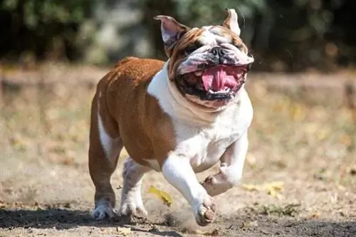 Trefarvet engelsk bulldog