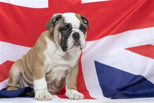 100+ Britse hondename: idees vir koninklike & sjarmante honde