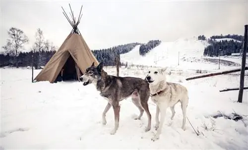 Psy rdzennych Amerykanów z tipi