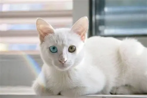 witte kat met blauwe en groene ogen