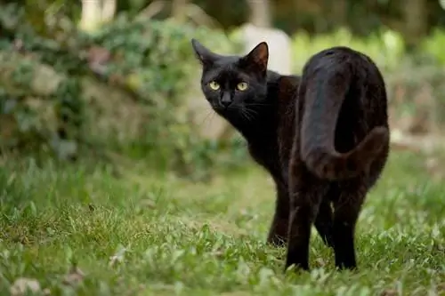 gato preto no jardim