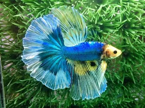 vlinderbetta in aquarium