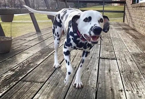 Dalmatian