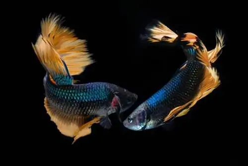 Paradise Betta: Pflegeanleitung, Bilder, Lebensdauer & Mehr