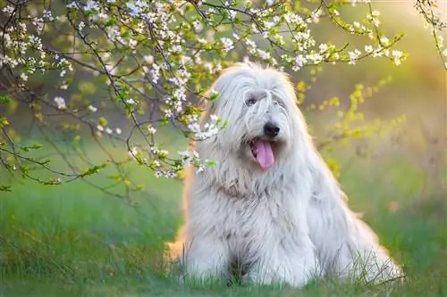 Güney Rus Çoban Köpeği