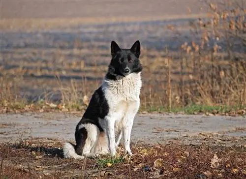 Rus-Avrupa Laykası