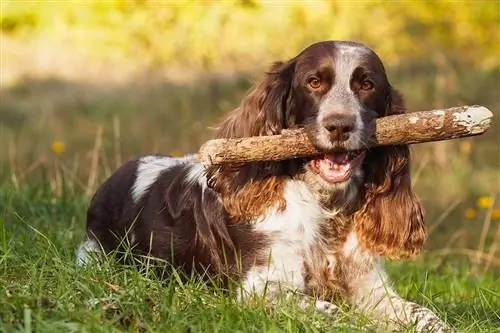 Rus spaniel