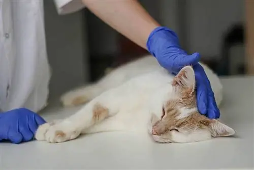 veterinär kontrollerar en katt med stroke