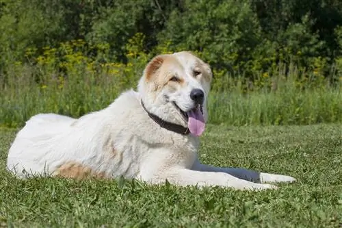 Orta Asya Çoban Köpeği