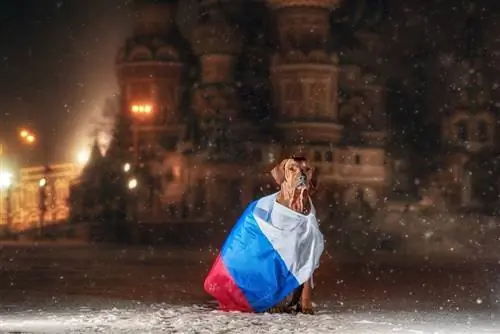 15 Trah Anjing Rusia: Trah Asli Rusia