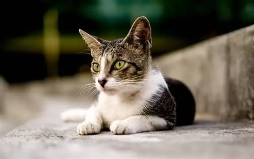 Primo piano del piccolo gatto di Serrad