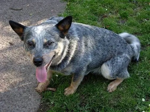 Box Heeler ит тұқымы