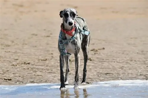 een whippet aan de kust