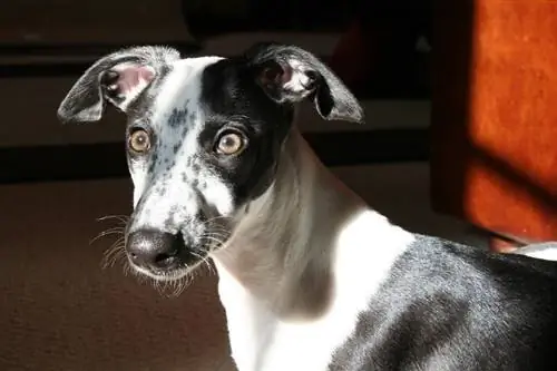 een zwart-witte whippet