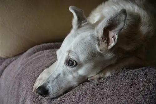 un câine whippet senior întins pe o pătură