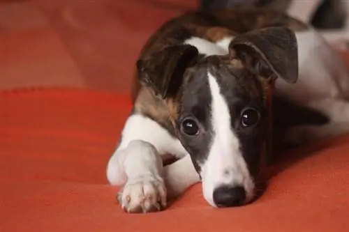 whippet liggend op rode doek