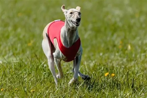 whippet purtând un apărătoriu alergând