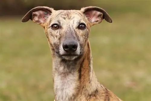 κοντινό πλάνο του προσώπου ενός whippet