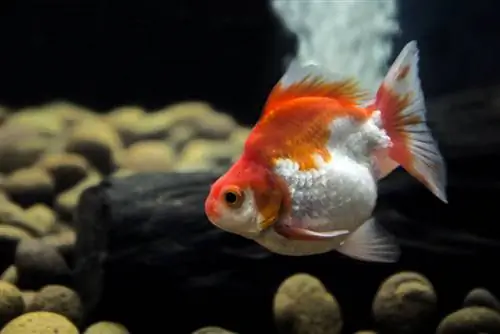 Ryukin goldfish