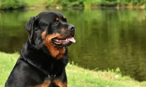 Rottweiler