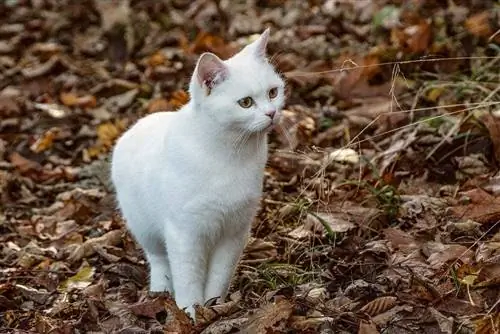 fehér macska a szárított leveleken