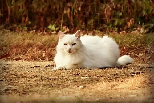 Hvit katt som sitter i en grussti