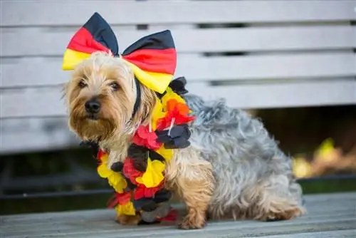 100+ Alman Köpek Adı: Deutsch, Benzersiz & Eğlenceli Fikir