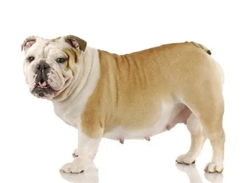 Enceinte Bulldog anglais fond blanc