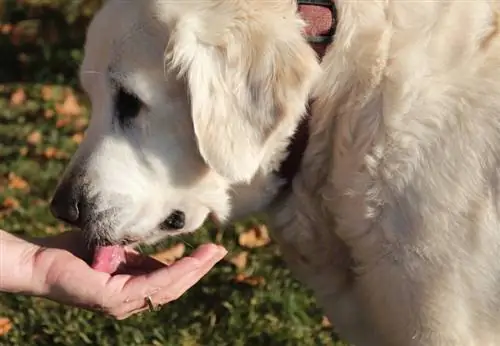 Golden retriever slickar en hand