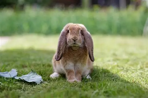 kelinci french lop duduk di padang rumput