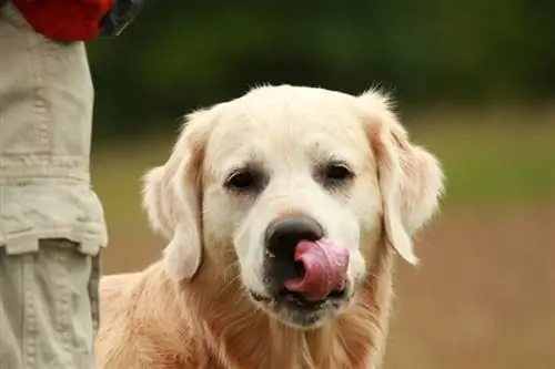 ¿Por qué los golden retrievers lamen tanto? Lo que necesitas saber