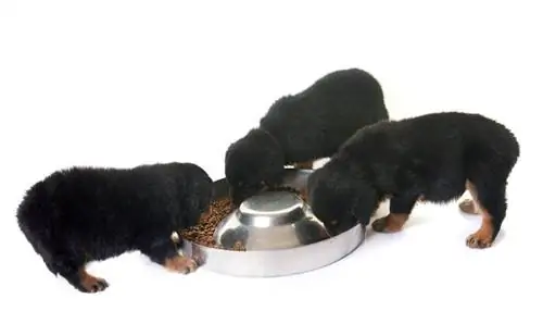 13 millors aliments per a gossos per a cadells de rottweiler: ressenyes de 2023 & millors opcions