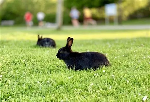 Alaska-Kaninchen im Gras