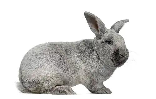 Argente Brun Rabbit: Pictures, Care Guide, Lifespan & Traits